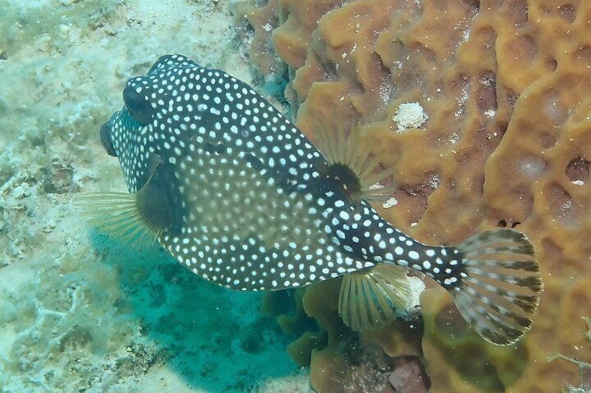 Un poisson-globe tacheté nageant près d’un récif corallien. 4