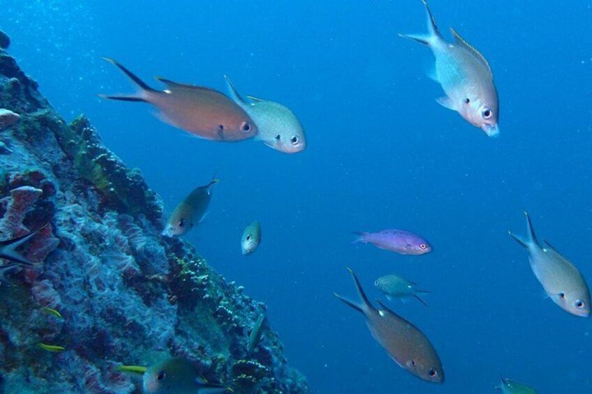 A group of fish swimming near a coral reef. 2