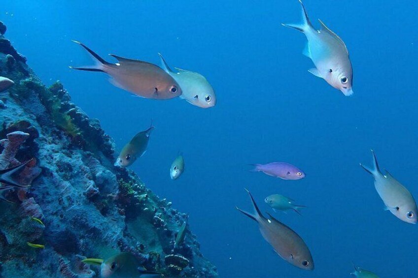 Un groupe de poissons nageant près d’un récif corallien. 3