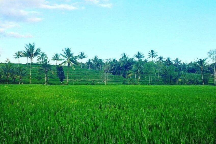 Lombok: Benang Stokel and Kelambu Waterfall Adventure Tour 5