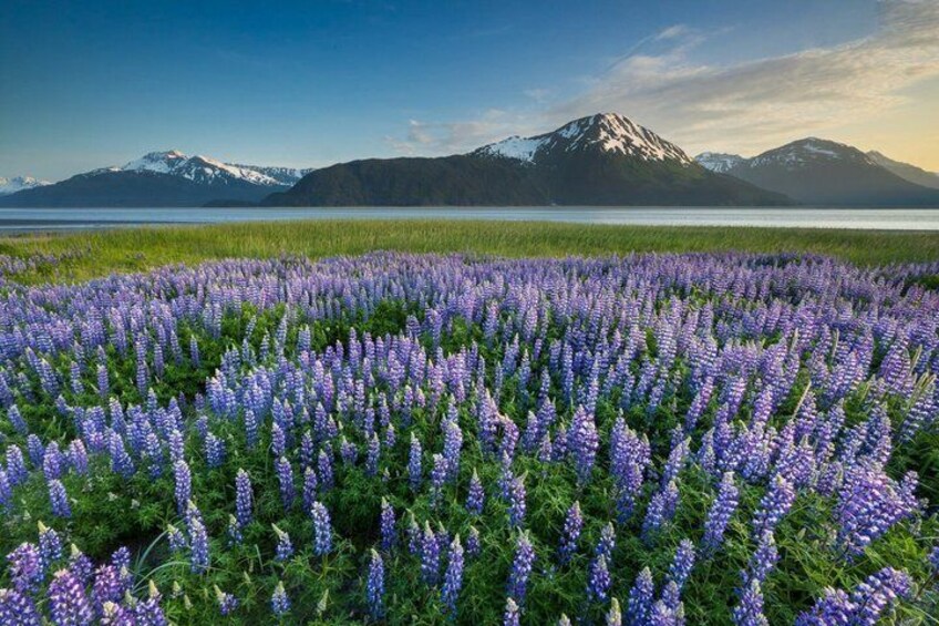Turnagain Arm Highlights Photo Tour 4