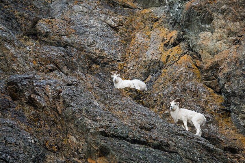 Turnagain Arm Highlights Photo Tour 2