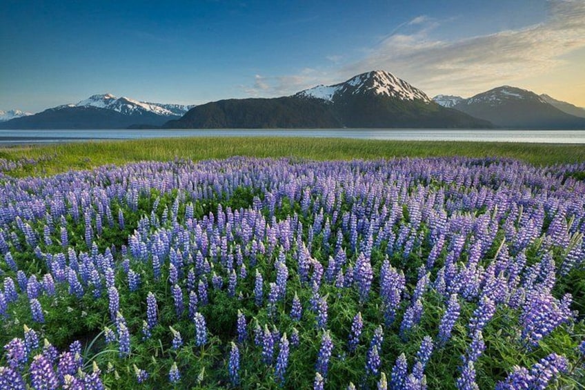 Un champ de lupins violets, avec des montagnes en arrière-plan. 3
