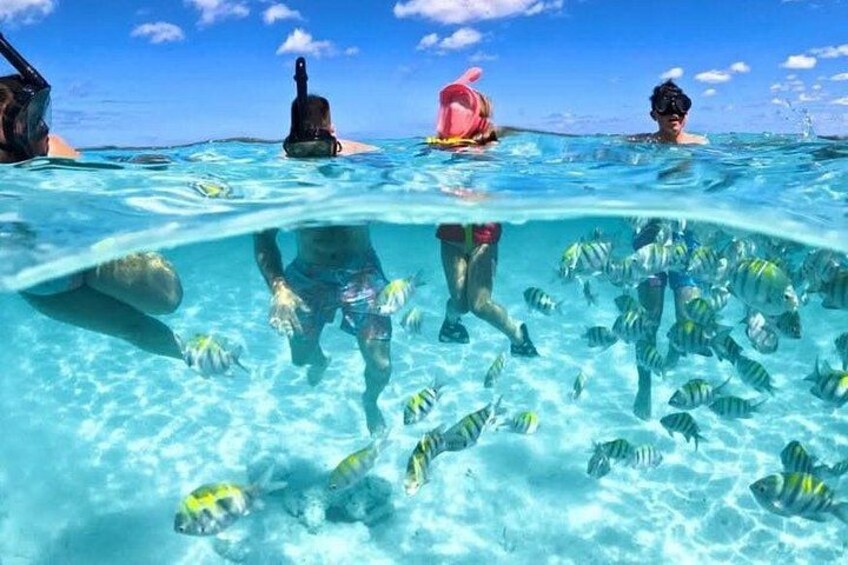 3 islands Tour with snorkelling ,Pigs, Turtles & beach club lunch 1
