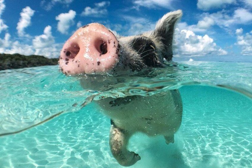 3 islands Tour with snorkelling ,Pigs, Turtles & beach club lunch 4