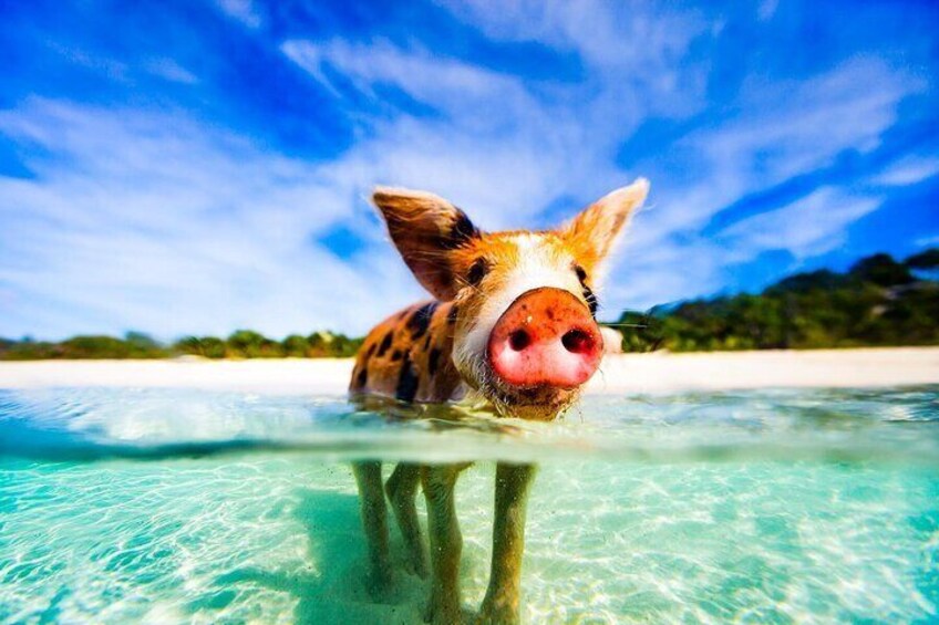 A pig swimming in clear turquoise water with a sandy beach and greenery in the background. 2