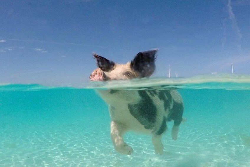 3 islands Tour with snorkelling ,Pigs, Turtles & beach club lunch 3