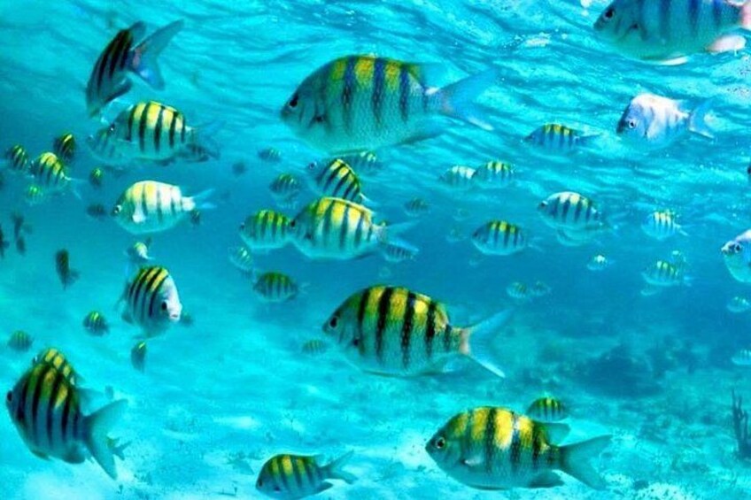 3 islands Tour with snorkelling ,Pigs, Turtles & beach club lunch 4