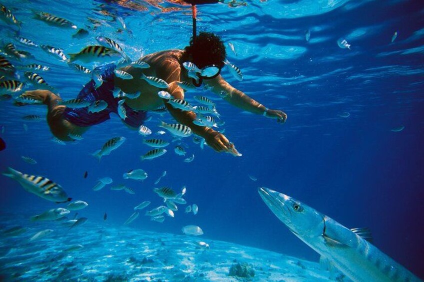 3 islands Tour with snorkelling ,Pigs, Turtles & beach club lunch 3