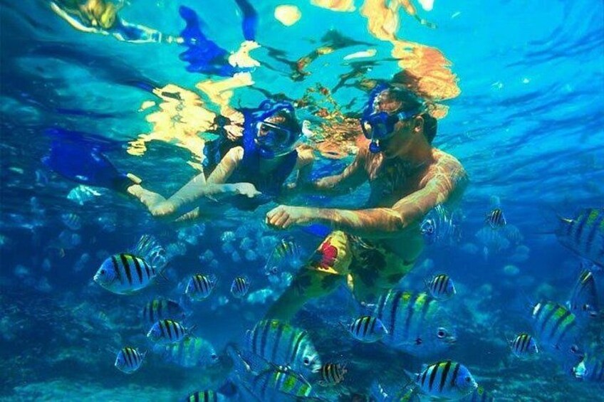A person snorkeling underwater surrounded by tropical fish. 2