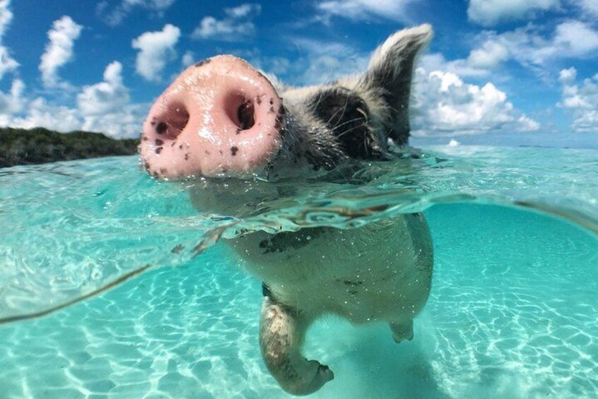 3 islands Tour with snorkelling ,Pigs, Turtles & beach club lunch 3