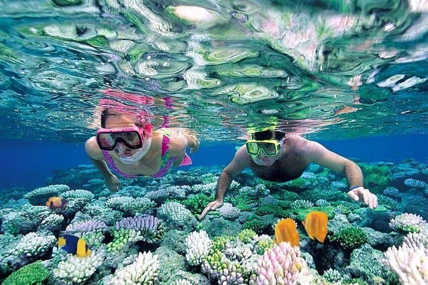 3 islands Tour with snorkelling ,Pigs, Turtles & beach club lunch 3