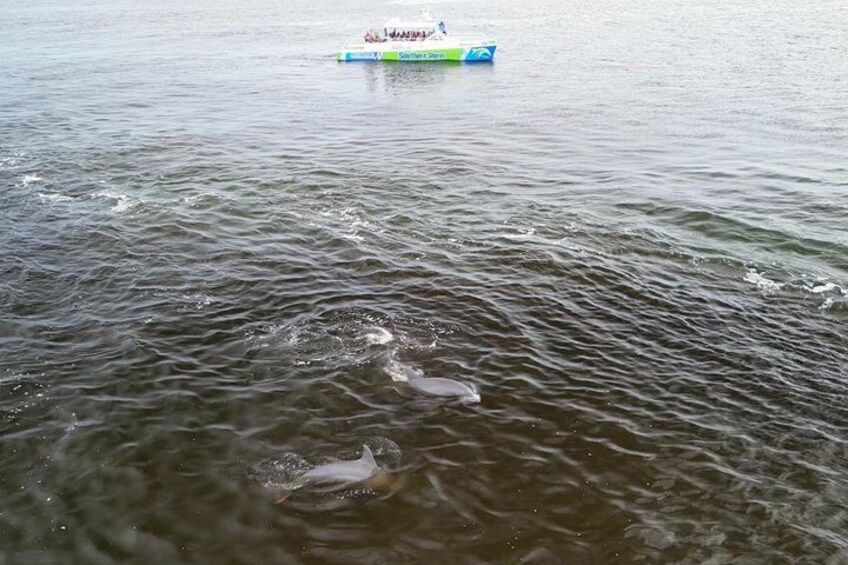 Catamaran Dolphin Cruise in Myrtle Beach with Barrier Island Stop 2