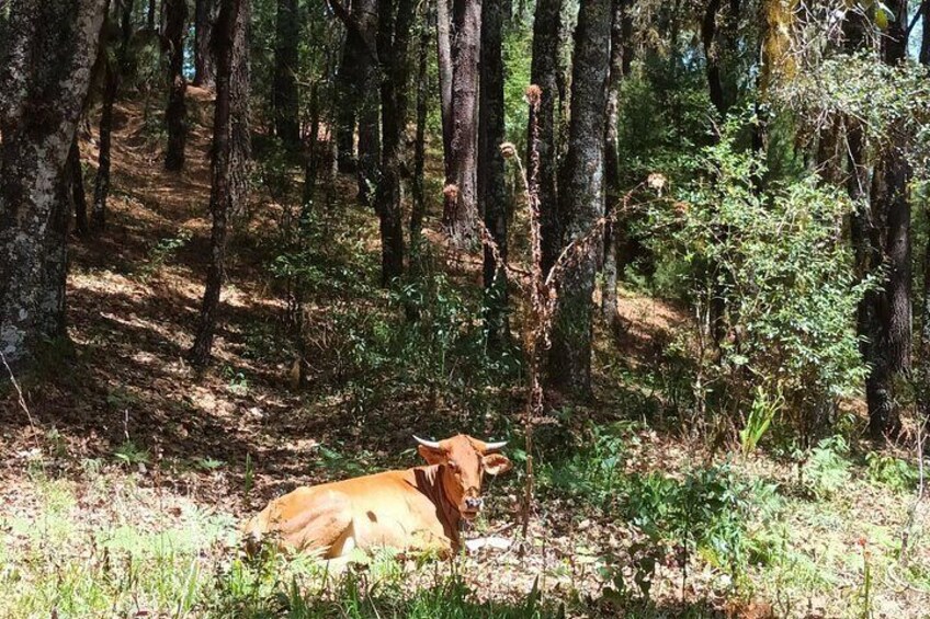 Hiking in Sierra Norte the most spectacular trails in Oaxaca 3
