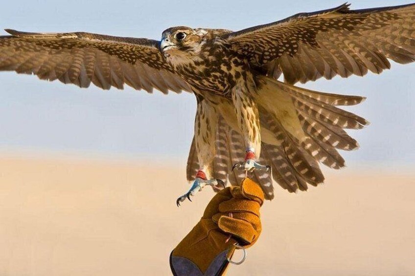 Ein Falke im Flug, die Flügel weit ausgebreitet, gehalten von einer Person mit einem Handschuh. 2