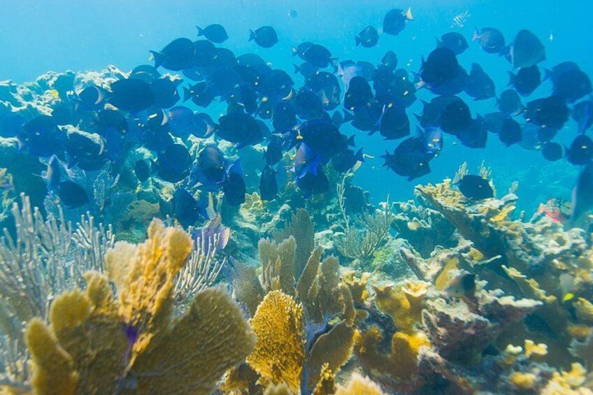 Snorkel Tours to Florida Keys National Marine Sanctuary also know as John Pennekamp Underwater State Park in Key Largo. 4