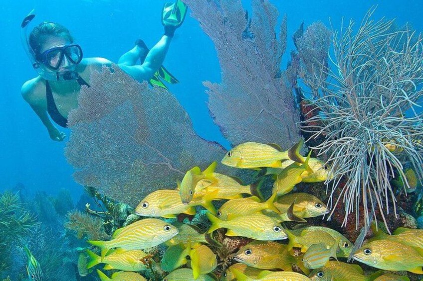Snorkel Tours to Florida Keys National Marine Sanctuary also know as John Pennekamp Underwater State Park in Key Largo. 5