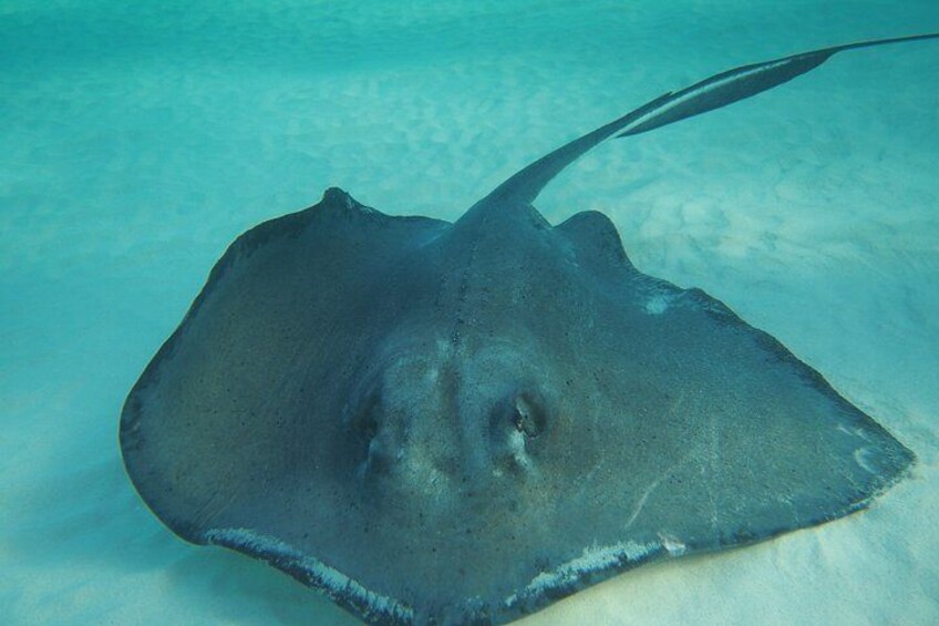Stingray City Catamaran Sunset Tour 3