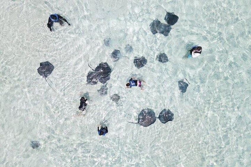 Stingrays From Above 2