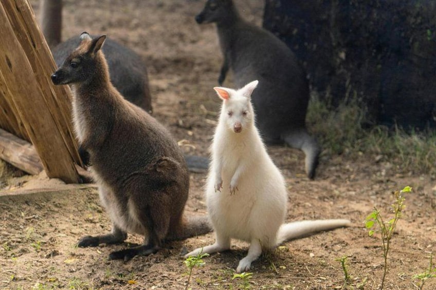 Kangaroos and Wallabies 2