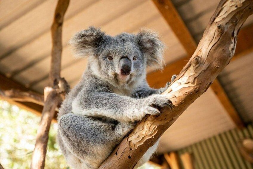 Koala 1