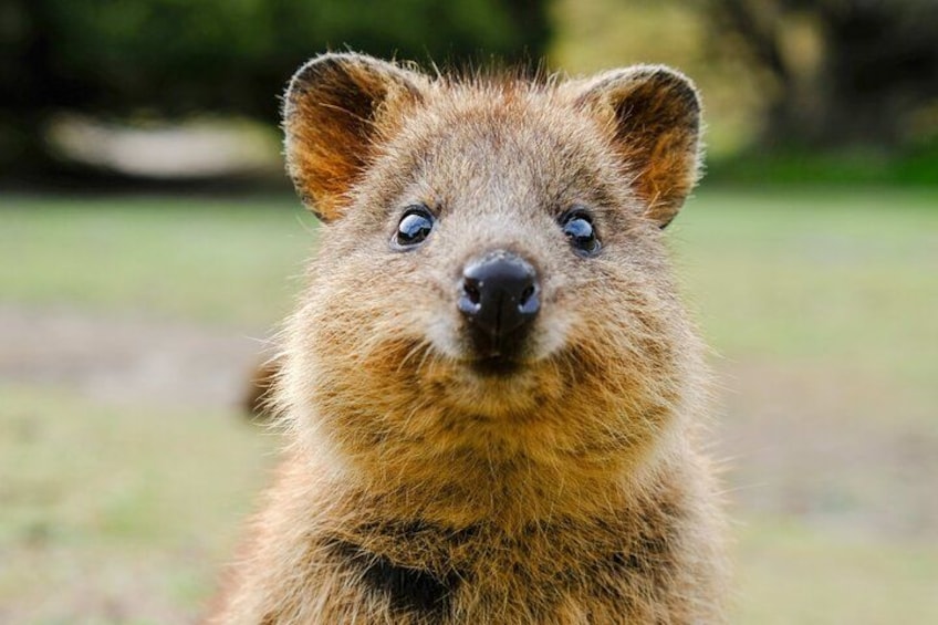 Quokka 2