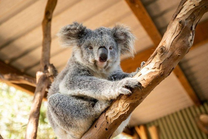 Koala 1