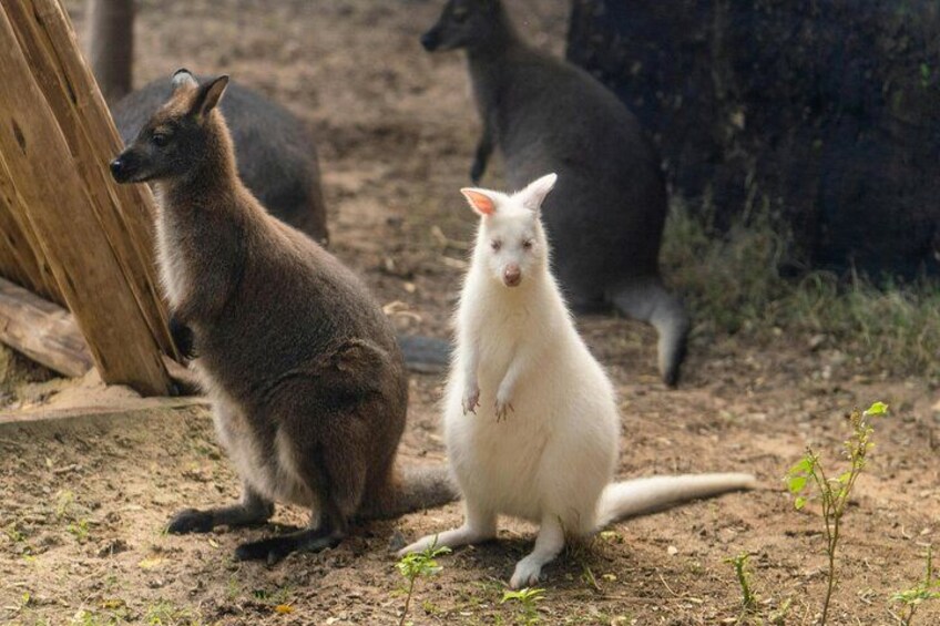 Deux kangourous, l’un blanc et l’autre brun, dans un enclos aménagé de manière à ressembler à leur habitat naturel, avec des structures en bois et une végétation clairsemée. 2