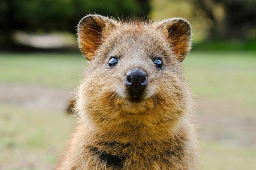 Quokka 2
