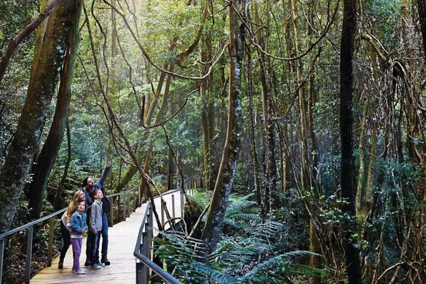 Rainforest walk 3