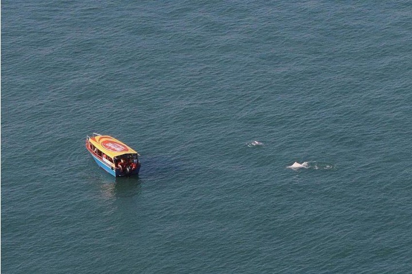 Tai O boat tour to see white dolphins and pink dolphins (opportunity) 2