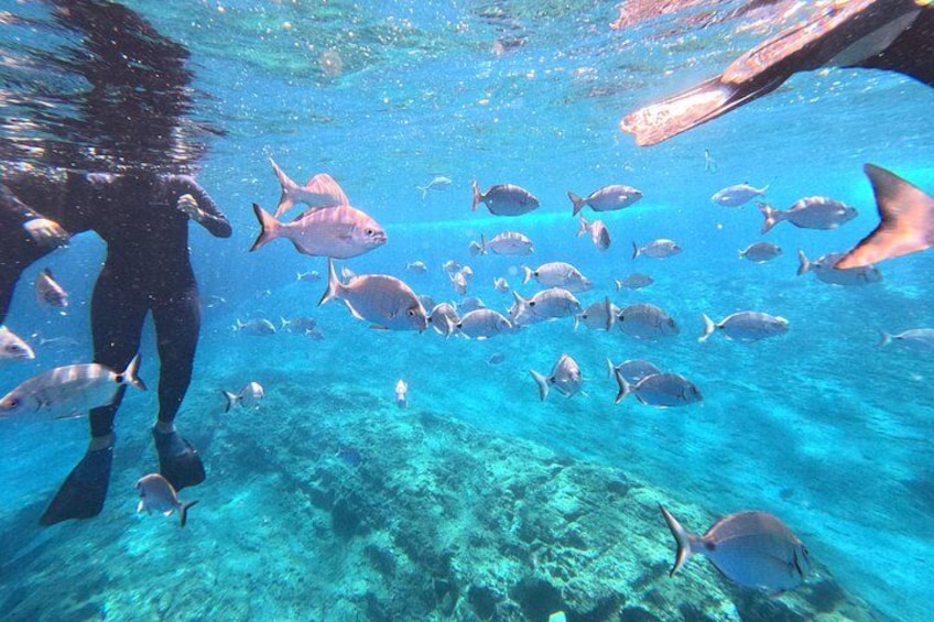 A diver surrounded by fish in clear blue water. 4