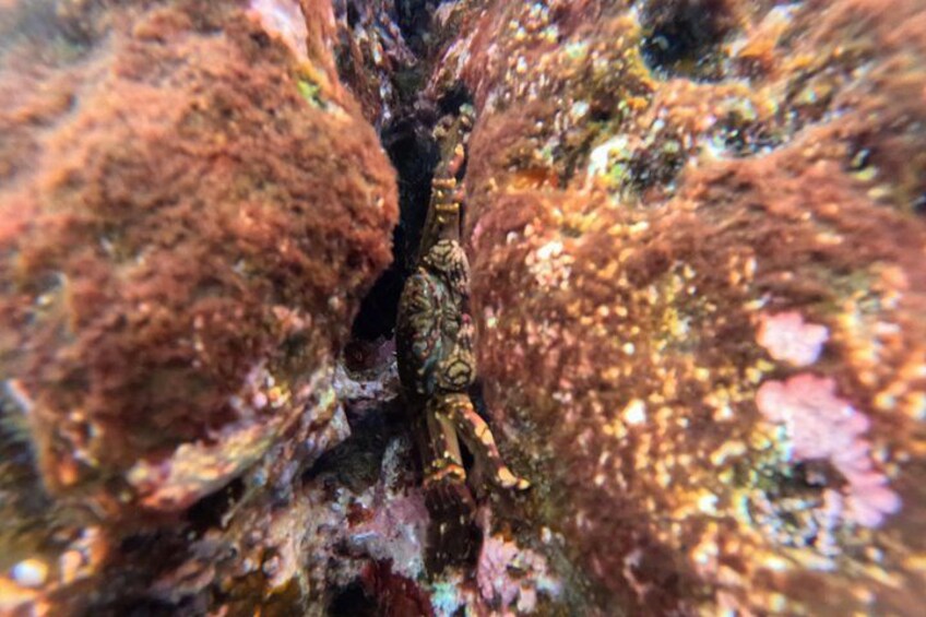 A marine creature clinging to a rocky surface. 3