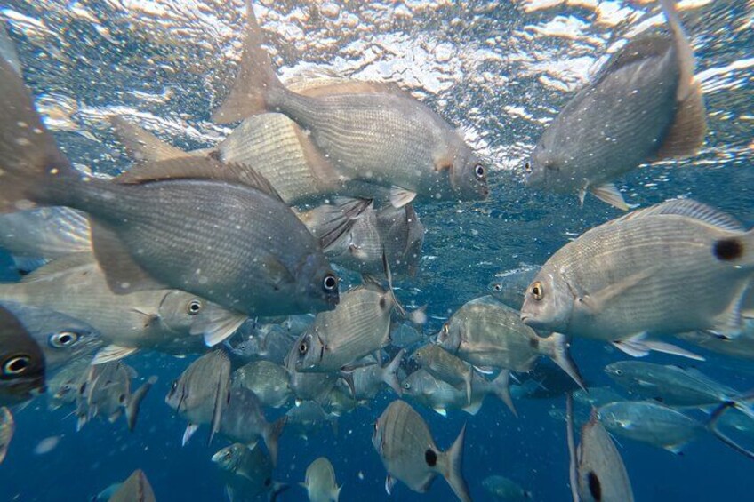 A school of fish swimming underwater. 4
