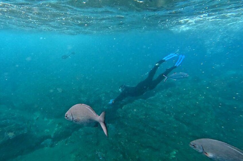 A person scuba diving with fins and a mask, surrounded by clear water and fish. 5