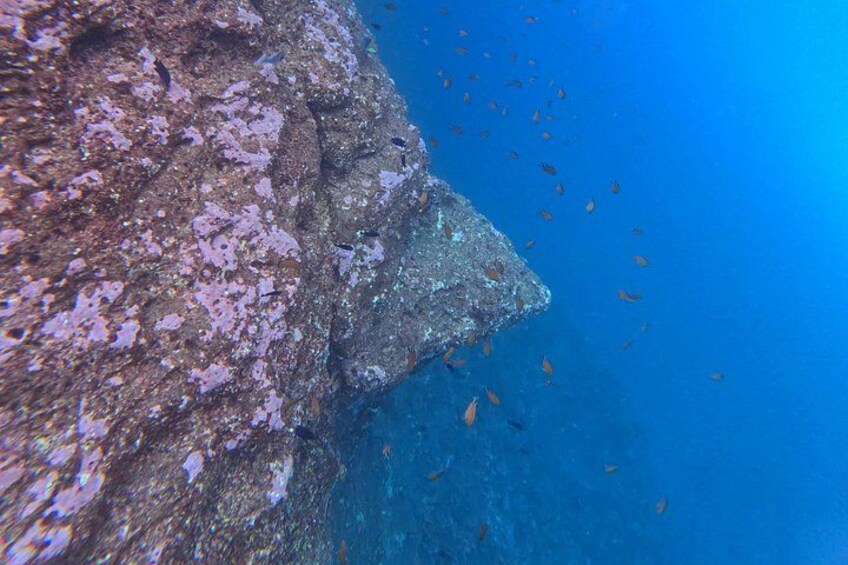 A rocky underwater cliff with fish swimming around it. 2