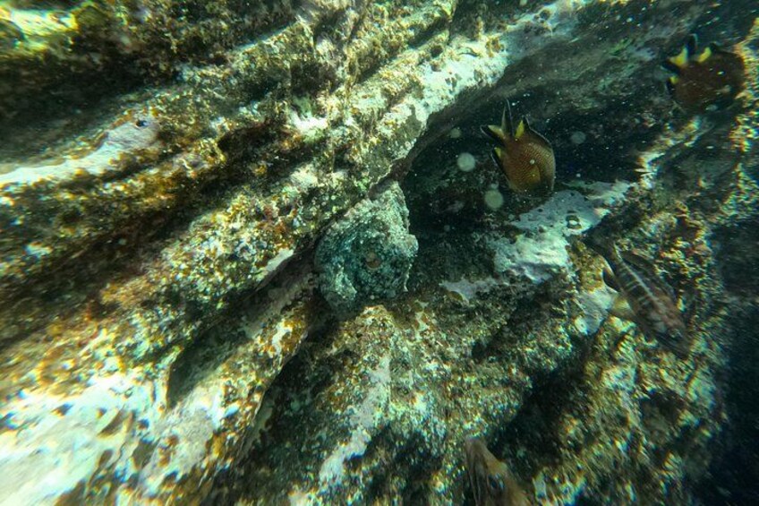 Snorkeling Tour Ilhéu from Vila Franca do Campo 2