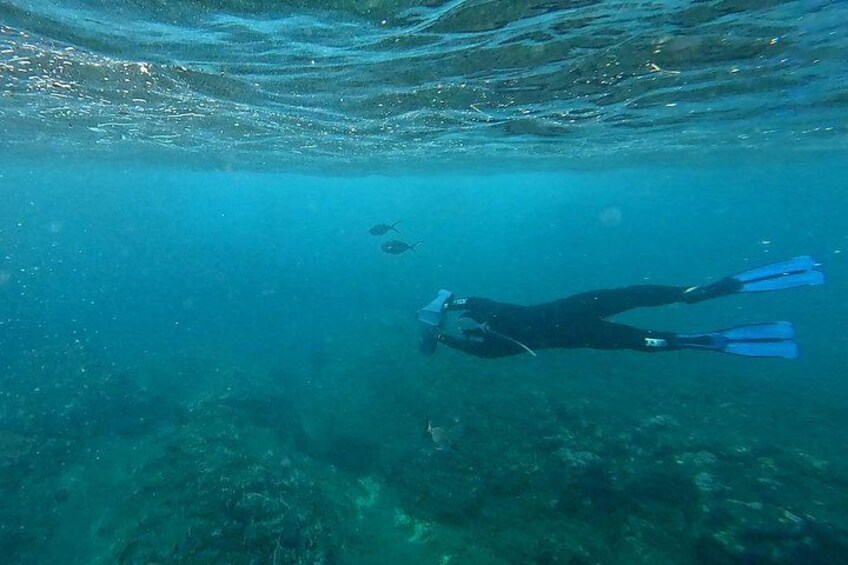 A diver underwater with fins, surrounded by marine life and underwater terrain. 5