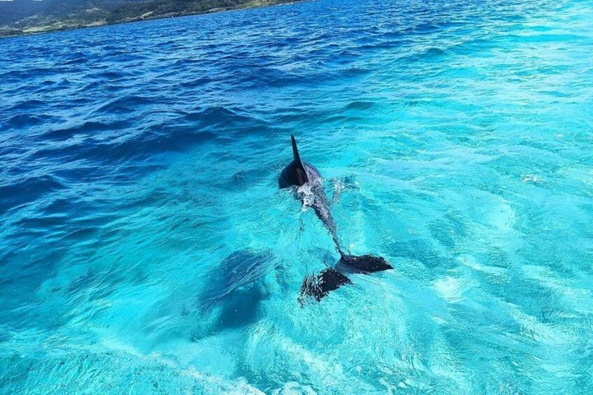 Ein Delfin schwimmt in klarem, blauem Wasser. 2