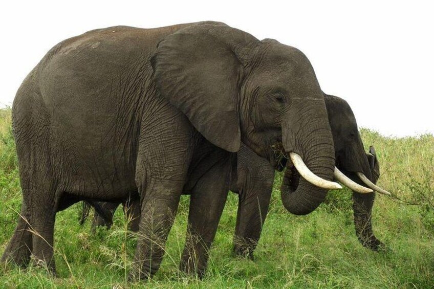One of the Big Five, the elephants 5