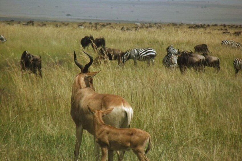 Wildebeests, Zebras and gazelles 1
