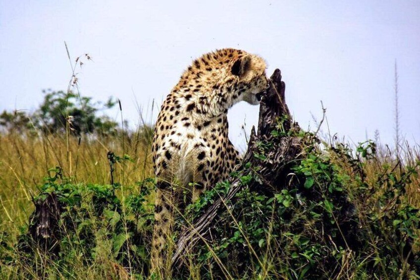 Fastest sprinter, a cheetah 3