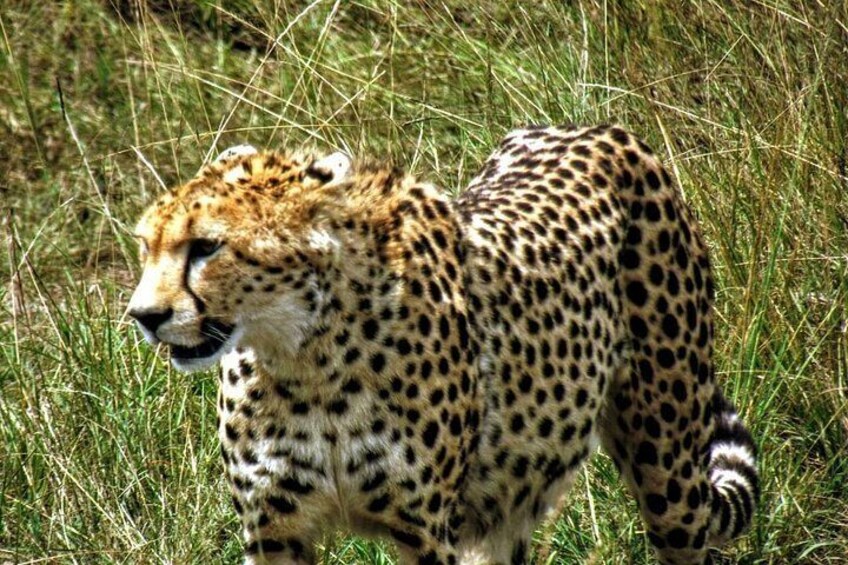Big cat stalker, fastest sprinter, cheetah 2