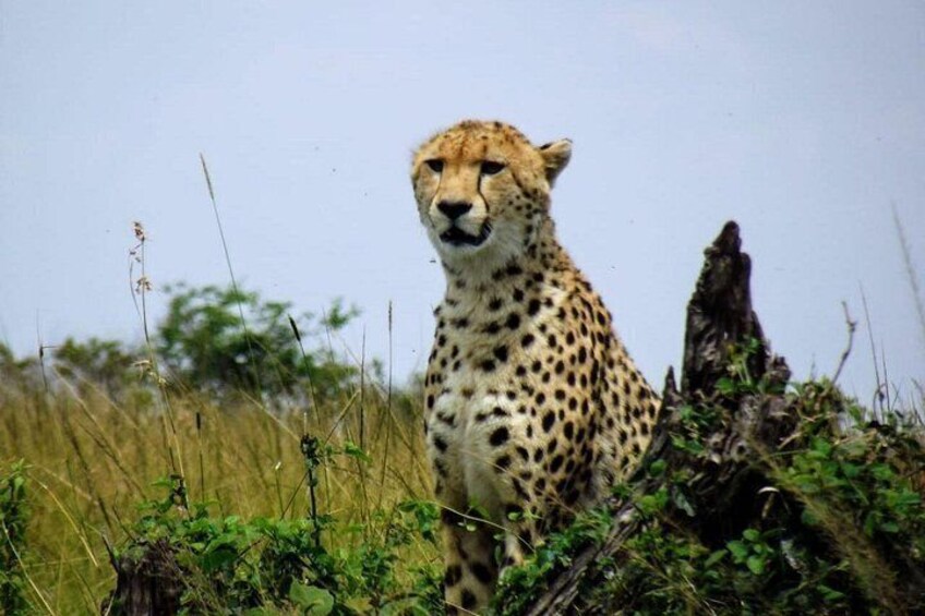 Fastest sprinter, a cheetah 4