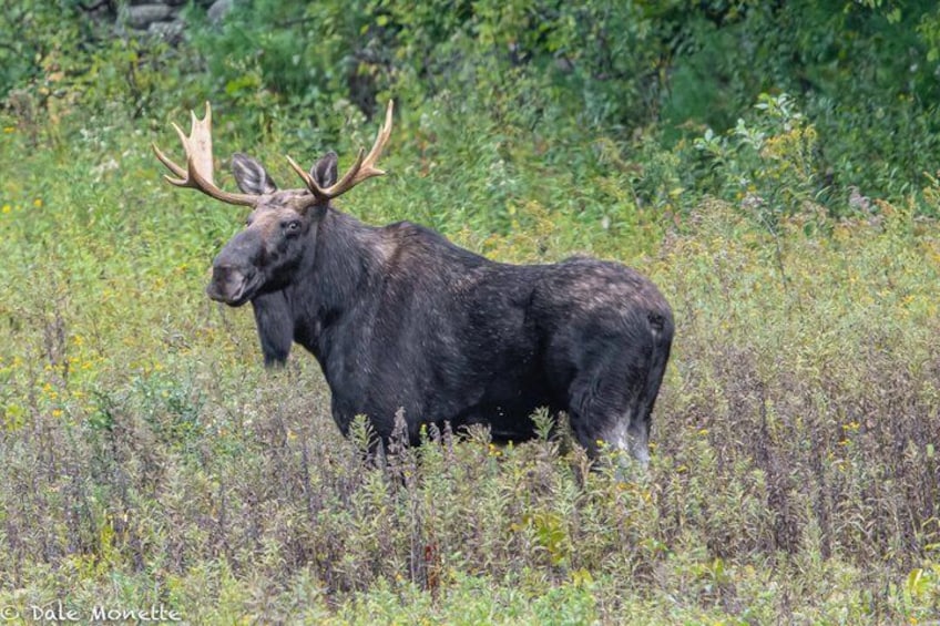 A moose in a grassy field with dense foliage in the background. 5