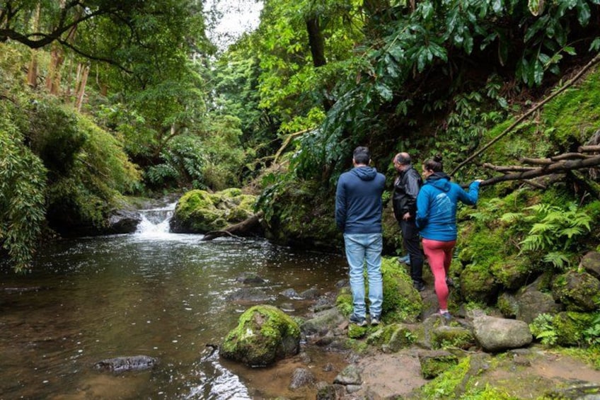 A group of people standing by a stream in a forested area with moss-covered rocks and dense greenery. 3