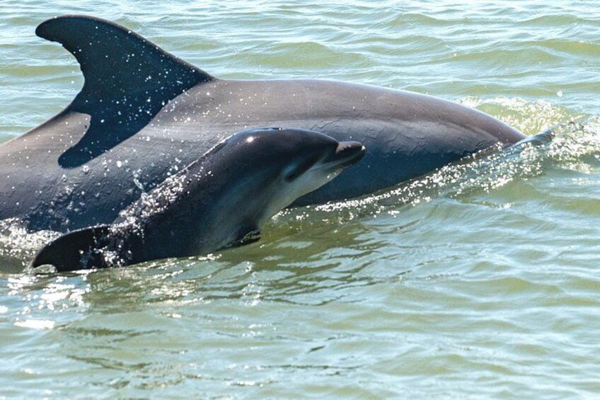 A dolphin swimming in the water. 1