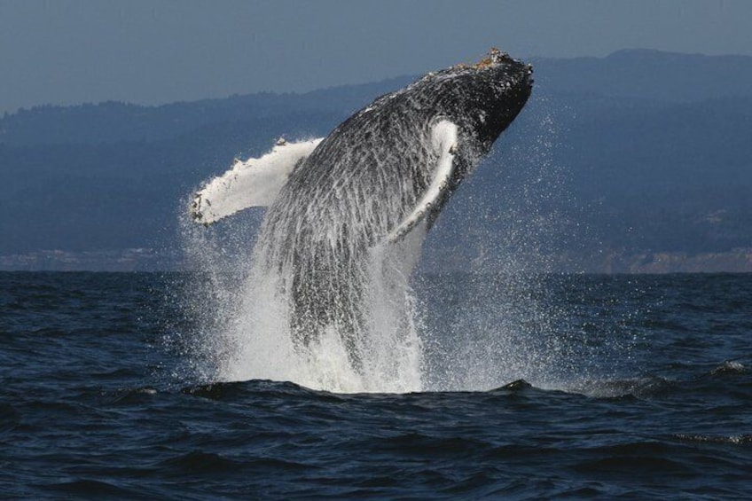 San Diego Whale/Dolphin Watching Cruise Aboard Luxury Vessel 5