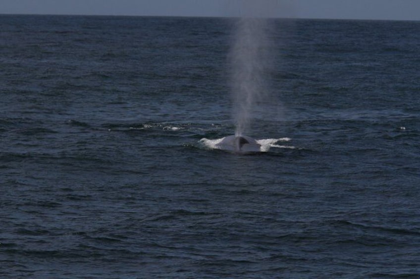 San Diego Whale/Dolphin Watching Cruise Aboard Luxury Vessel 2