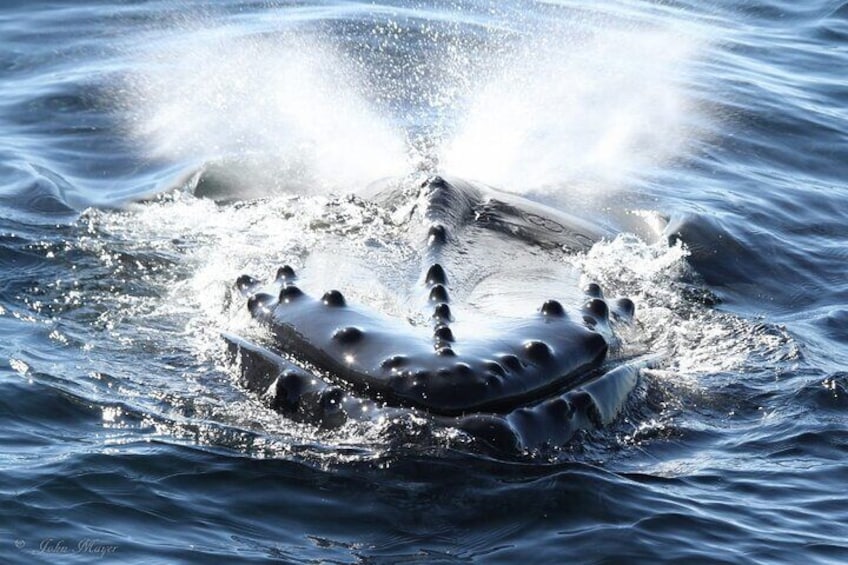 A whale breaching with water splashing around it. 1